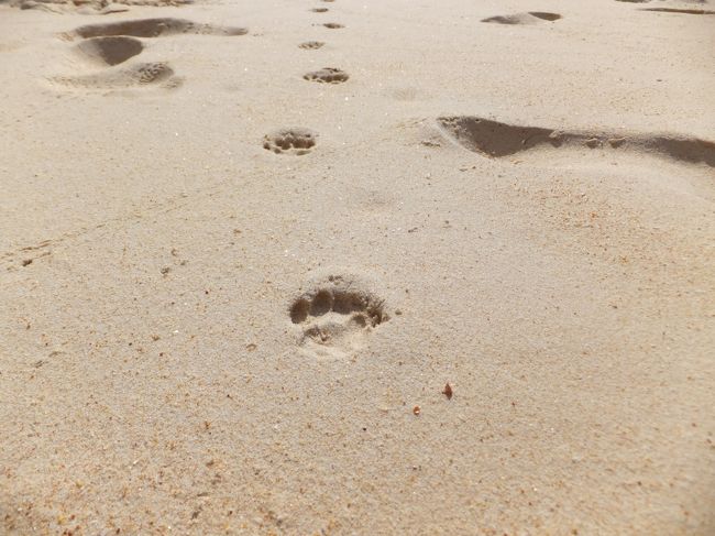 8時半にはさっそく水着でビーチへ！<br />すると、浜辺に何かの足跡が・・・。<br /><br />この大きさからするとにゃんこかな〜？<br />でも、猫にしてはちょ〜っと大きい気もする・・・。