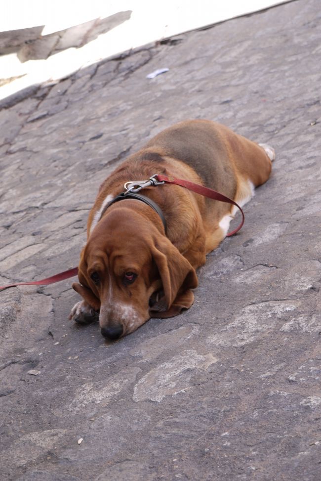 遅いランチを済ました頃には、街は灼熱、「わんこ」もぐったりです。