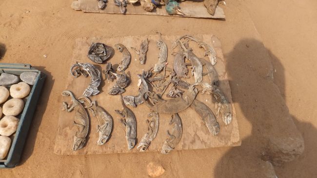 カメレオン。<br /><br />こちらも幸運を呼ぶとかそういった類のものだった気がします。<br /><br />この前に、猿の頭と鳥の死骸を持たされて写真撮影してくれるというので撮影してもらいました。少し気味悪かったですが。