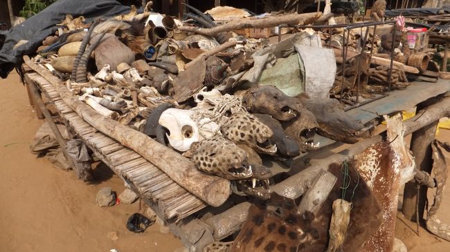 再び外に出ていくつか撮影。ガイドがひととおり終わるとあとは敷地内を自由に歩かせてくれます。<br /><br />自分が行った時は、カバーがかけられている所が多く、上記のリンク先のようなたくさんの動物の骨などを見ることはできませんでした。<br /><br />あと、敷地内は子供が何人かいて、土産を売りつけてこようとしましたが、全て断りました。