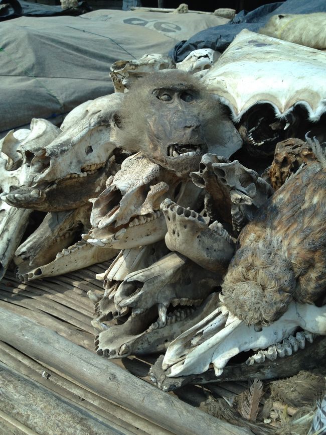 こちらが猿の頭