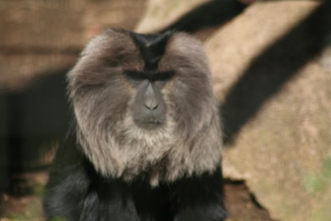 動物園ってとっても楽しいところですね!!ー 「よこはま動物園ズーラシア」へ珍しい動物を求めて