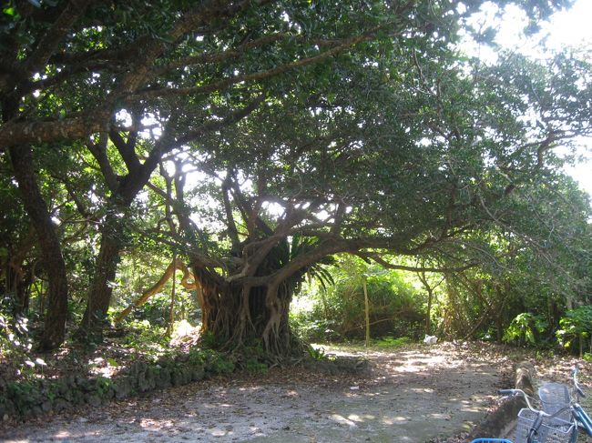 自転車置き場の隣には、ガジュマルの木立がありました。