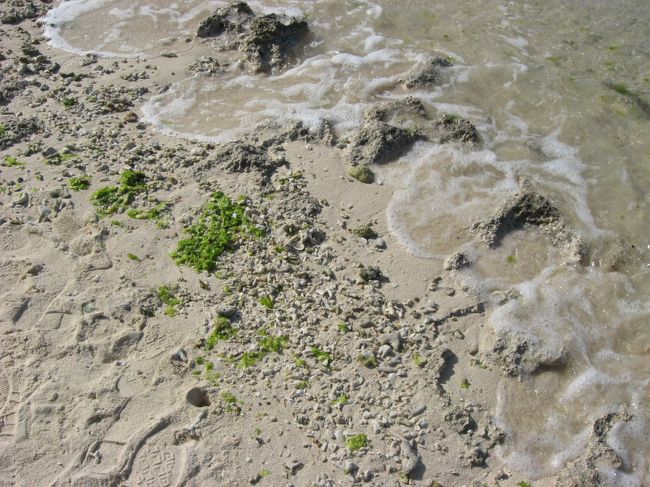 波打ち際には海藻がたくさん。