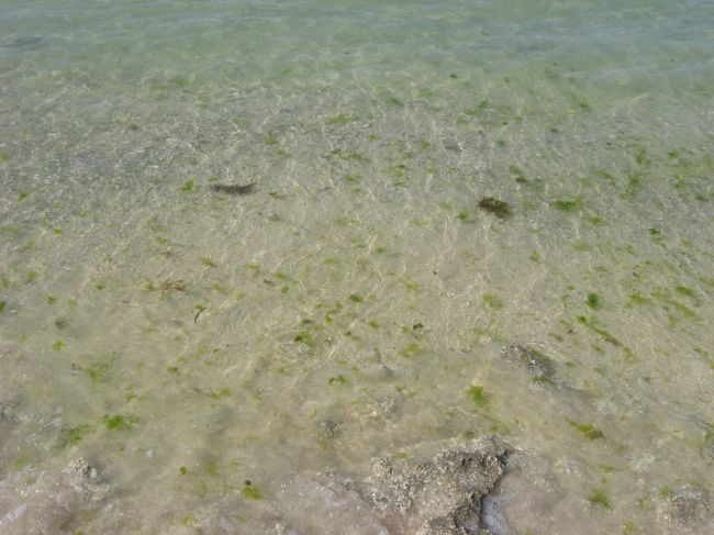 小ぶりなもずくも流れ着いていました。