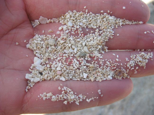 「星砂浜」というだけあって、カイジ浜では星の砂が採れます。<br />パッと見た感じよく分からないかもしれませんが、ちょっと砂を掬ってみただけでも、これだけ星の砂が採れます。（赤で印をつけているところが星の砂）