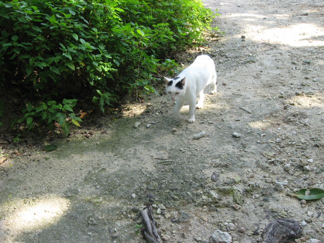 自転車置き場に戻る途中、白い島猫と遭遇しました。