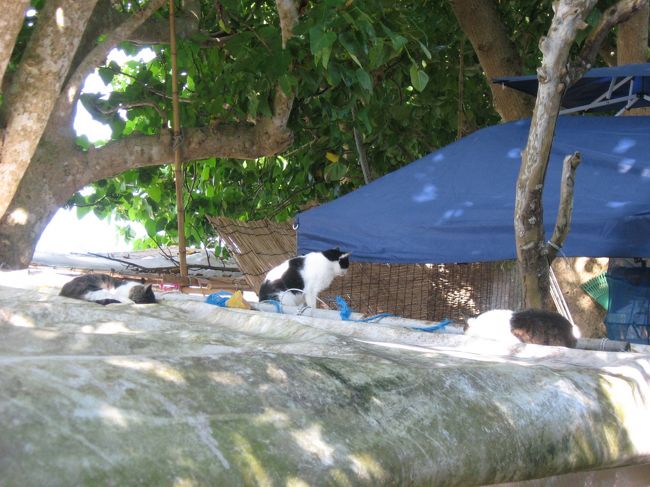 お土産屋さんのテントの屋根が、島猫たちの憩いの場になっているようです。