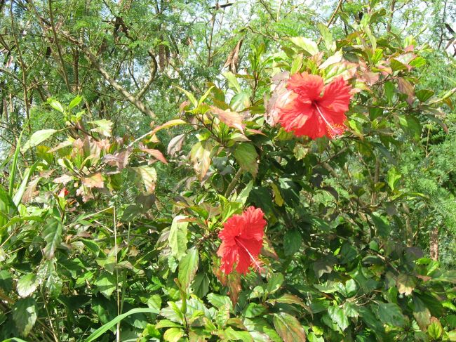 コンドイビーチの近くで見つけたハイビスカス。