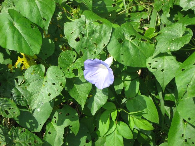 こちらは朝顔。小学生時代を思い出し、懐かしく感じました。