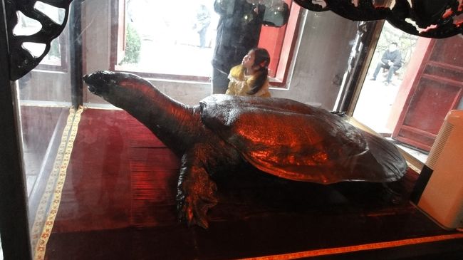 う〜ん、大きい。本物の亀かねぇ？甲羅の後側は何か継ぎ足したようにも見えます。