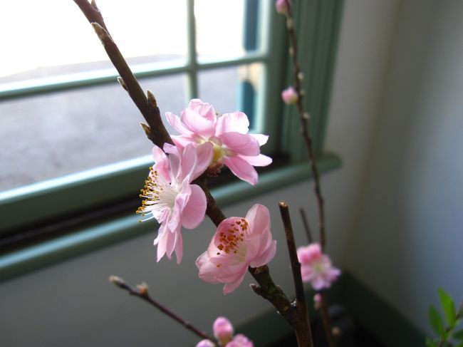 <br /><br />ここでは、もう花が咲いていました。