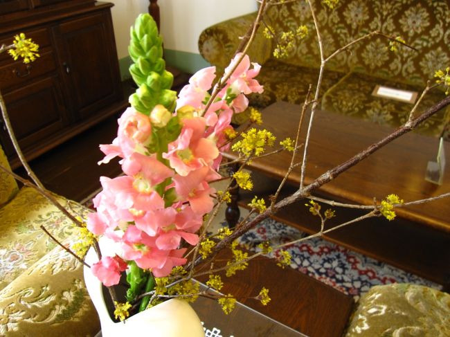 <br /><br />キンギョソウとサンシュユ<br /><br /><br />