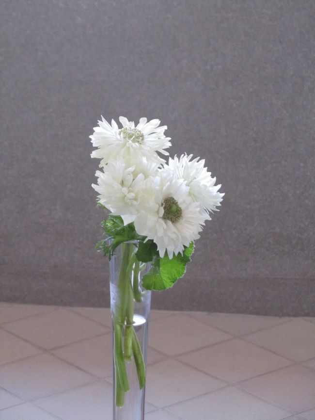 <br /><br /><br /><br />バスルームの白い花<br /><br /><br />