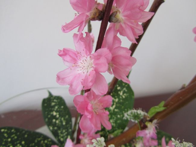 <br /><br /><br />ここでは、桃が満開に…