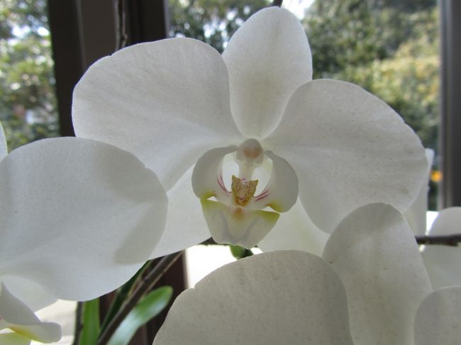 <br /><br /><br />胡蝶蘭　白