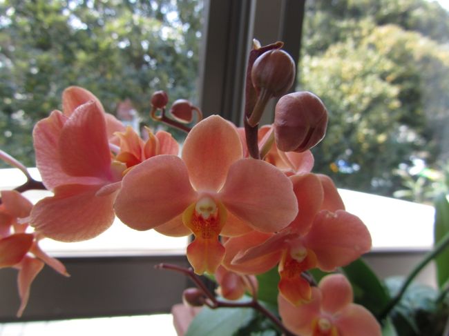 <br /><br />オレンジ