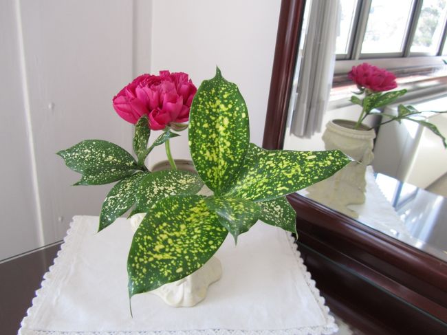 <br /><br /><br /><br />シャクヤクかな？<br /><br /><br />グリーンの葉はアオキの葉。