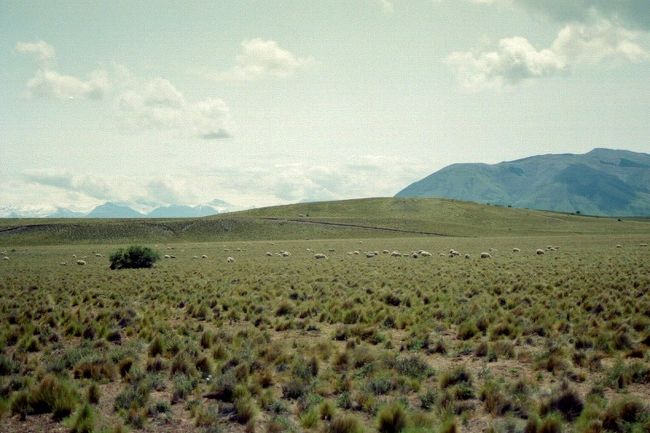 帰りに撮った写真　パンパってこういう風景？<br /><br />カラファテに戻ってからリオガジェゴス→ウシュアイアのフライトを予約しに旅行代理店に行ったら、時間が遅かったせいか明日また来てくれということに。