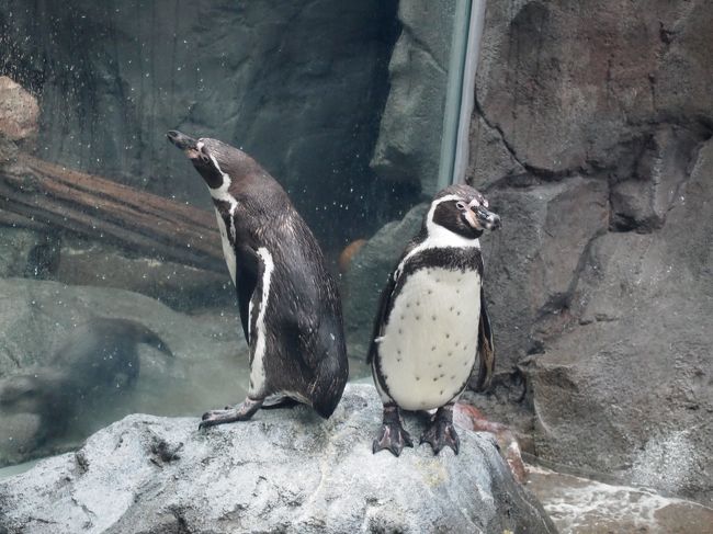 牡蠣食べ過ぎだって そしてセイウチ君 大好き 鳥羽水族館 鳥羽 三重県 の旅行記 ブログ By ぽちこさん フォートラベル