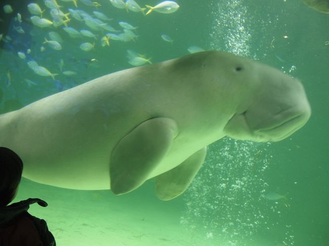 牡蠣食べ過ぎだって そしてセイウチ君 大好き 鳥羽水族館 鳥羽 三重県 の旅行記 ブログ By ぽちこさん フォートラベル