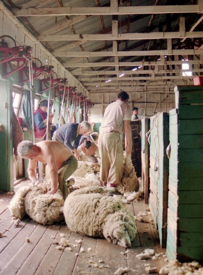 羊の毛刈り作業を見学。<br />足をしばられた羊が次々に毛を刈られてやせっぽちになっていきました。(^^ )