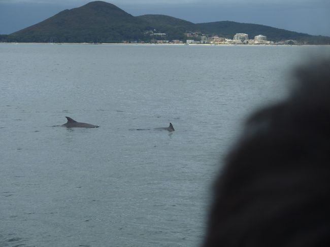 なかなかイルカが見当たらない・・・。<br />遭遇率95%以上と聞いていたのに、5%未満に当たってしまったのか？！<br />ある意味、貴重な体験かも。<br /><br />なんて考えていたら、船長の興奮する声。<br />乗客もざわついて船頭の集まり始めた。<br /><br />イルカだぁ〜！<br />あそこには２頭いる！