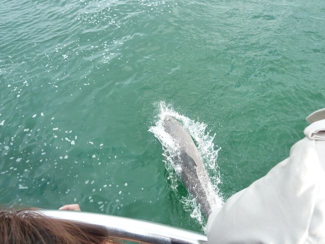 気付くと常に何頭かのイルカが船の周囲で泳いでいました。<br />近付いたり離れたり、時折水上に出てきて跳んだり。<br /><br />イルカは船と共に泳ぎながら遊んでいるそうです。<br />イルカの一挙手一投足（？）に乗客が歓声を上げていました。<br />見ていて飽きません♪