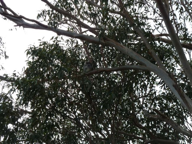 野生のコアラに遭遇できる確率はまちまちのようですが、<br />運が良ければ複数のコアラに出遭えることもあるようです。<br /><br />コアラは夜行性なので、昼間は木の上で寝て、<br />夜間に木から木へと移動したりするとガイドさんが解説されていました。<br />なので、前日にコアラがいた木を見ても、<br />翌日にはいない場合はほとんどだそうです。<br /><br />というか、いたとしても見付けるのがかなり困難。<br />そこそこズームした写真で←ですからね。<br /><br />この日はこの１頭のみでした。