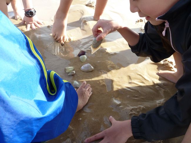 みんなで見付けた貝を持ち寄って、砂の上に置きます。<br />そうすると、貝が殻を縦にして、また砂の中に潜ろうとするのです。<br />潜ろうとする途中の貝を拾い上げると写真のように身が出ている状態になります。<br /><br />貝の生態を少しだけ観察するのが趣旨なのでしょう。<br />すぐに貝は自然に帰しました。