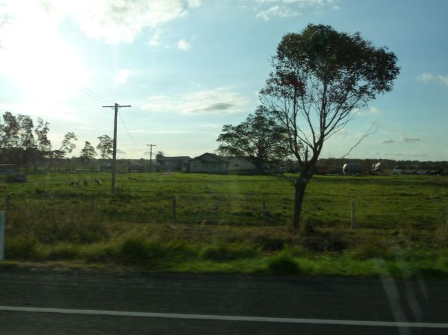 ワイナリーを程々に楽しんだら、後はシドニーへ戻るのみ。<br /><br />往路で説明があった野生のカンガルースポットを通りがかったところ、<br />いました、いました。<br /><br />写真の左端の方に群れがいるのがわかるでしょうか？<br /><br />カンガルーを見た後の記憶はほとんどありません。。。<br />朝が早かったこともあり、他の乗客共々ほとんど爆睡でした。