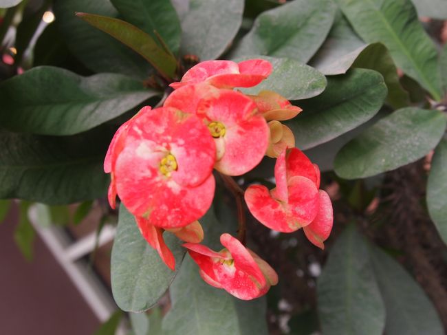 早速ベトナムで見つけたかわいいお花。