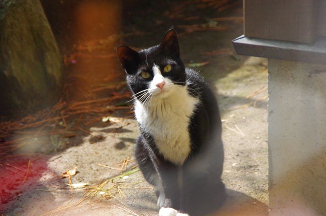 ほけーっとしていると、どこからか猫ちゃんがやってきて(・0・。)<br /><br />窓越しにこんにちは♪お天気も良くなってきて、太陽が顔を出してきたね。