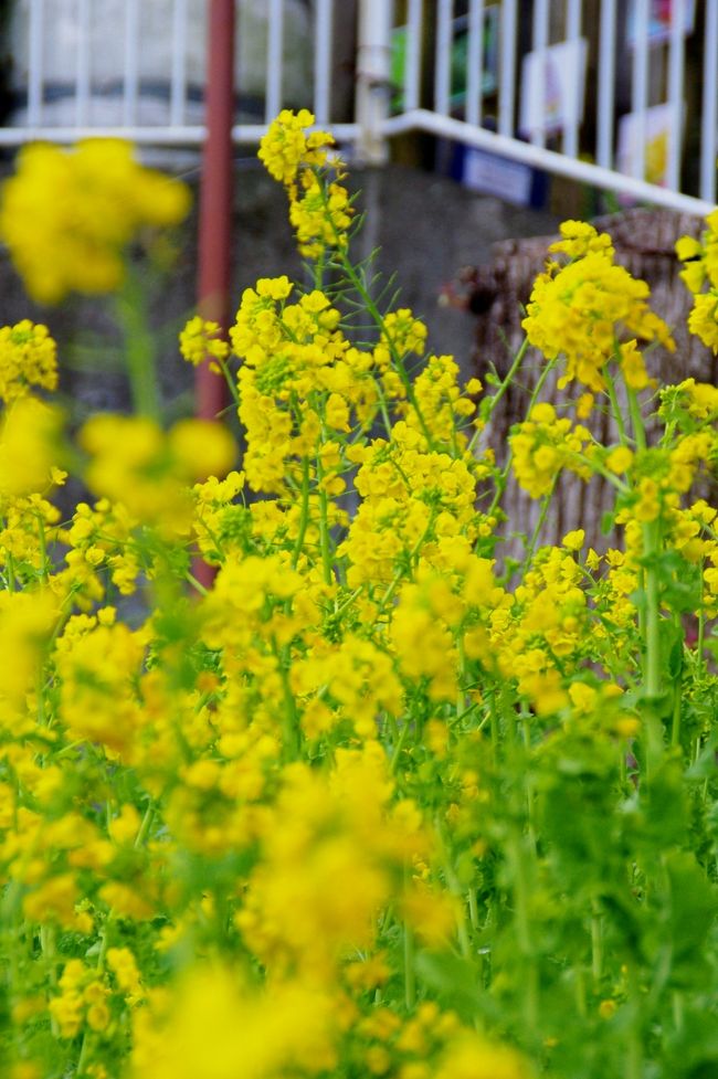 そろそろ、帰路へ。<br /><br />菜の花が春を告げるように咲き誇る、アカオハーブガーデンで寄り道。<br /><br />アカオハーブガーデン<br />http://www.i-akao.com/harb-rosegarden/