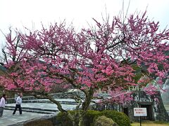 続いて、吉香公園を通りましたが、ここは春は桜、夏は噴水と緑、秋は紅葉と、どのシーズンでも良い風景が望まれ、市民の憩いの場となっています。
今回訪れた際は、梅の花が咲いていました。