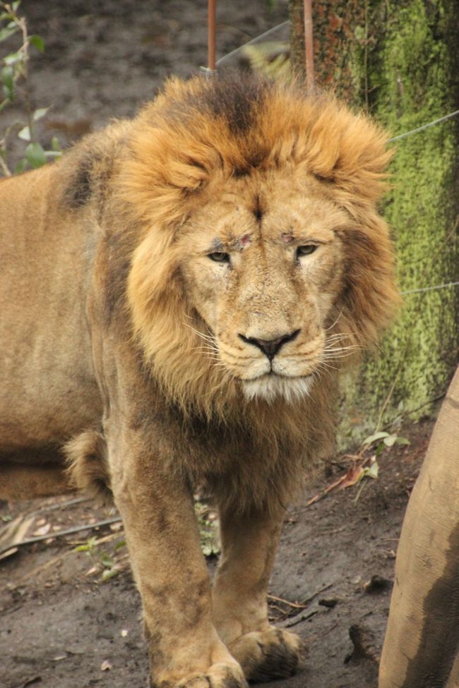 パンダを見なくても十分楽しい上野動物園 4 観劇前に 迫力のホッキョクグマやライオンやベンガルトラやカラフルで珍しい鳥たちを 上野 御徒町 東京 の旅行記 ブログ By まみさん フォートラベル パンダを見なくても十分楽しい上野動物園 4 観劇前に 迫力のホッキョクグマやライオンやベンガルトラやカラフルで珍しい鳥たちを 上野 御徒町 東京 の旅行記 ブログ By まみさん フォートラベル