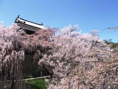 信州の桜ツアーに参加したのは２度目だけれど
「上田城」に訪れたのは、今回初めて。

平日にも関わらず、ベストシーズンと言う事で
この日も大型バスが沢山来ていて大混雑でした。

大手門の手前にある「しだれ桜」は上田城の雰囲気とも
合っていてホントに綺麗です。少し葉っぱが見えている
木もあったけれど･･･なかなか見事ですよね？