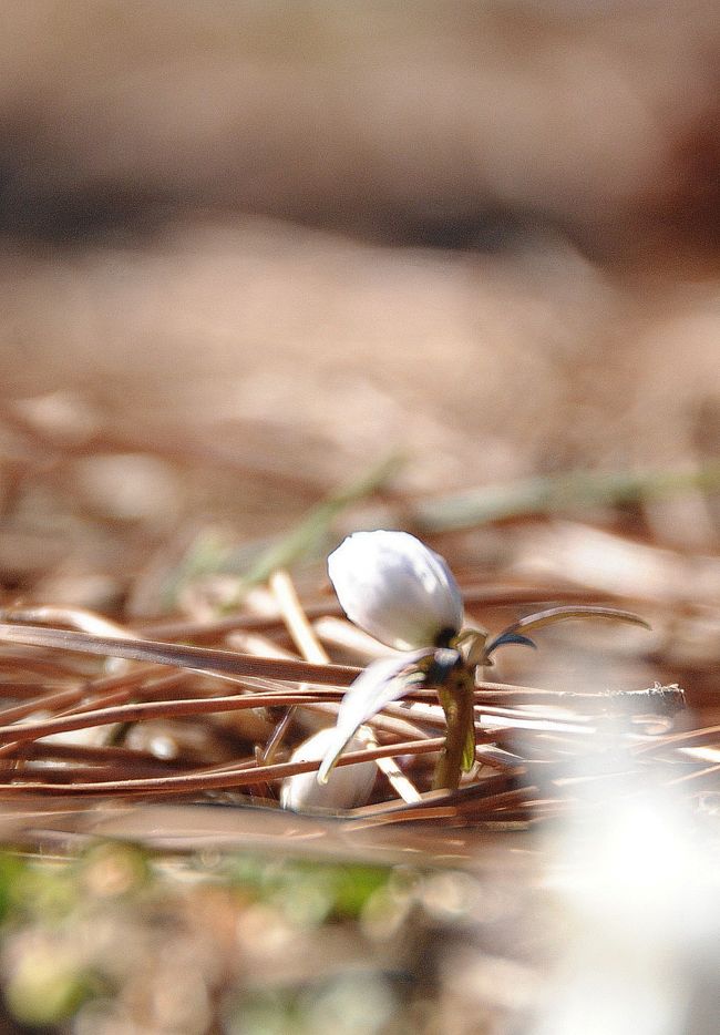 いつものところに咲いてました。<br /><br />でも、なんだか年々ちっちゃくなってるやうな。<br /><br />「土地がやせてきたのかしらねえ。」