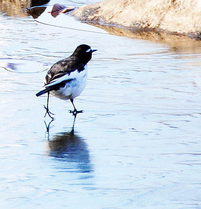 足つべたくないの？