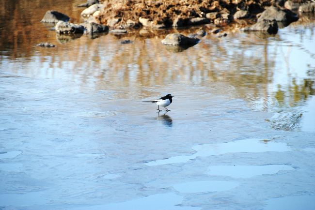 砂川口の池の斜面にも<br /><br />ほんのちょっぴり咲いてましたけど<br /><br />なんだか踏みつけられそうで。<br /><br /><br />おや、池の氷でセキレイが