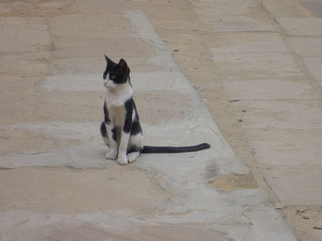 猫は神聖な動物ということであっちこっちに猫がいた。<br />かわいい。