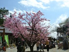 公園中央には小さな河津桜

小さいながら満開である。

桜の右側奥に見えるのが温泉やぐら。
なんと自噴泉である。
ここから1日に7回、湯が吹き上がるイベントが実施される。

写真一番右に見えるのがマスコットキャラクター。
フントー君と言うらしい。
『噴湯』で『奮闘』しているのだそうな･･･