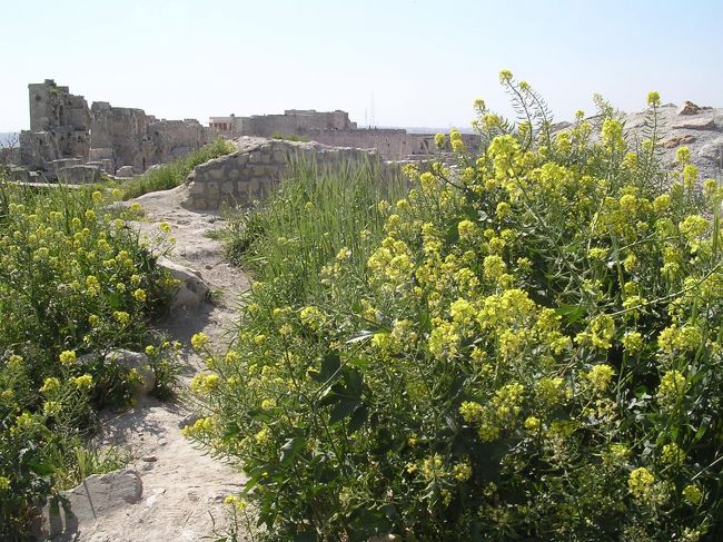 アレッポ城の菜の花は満開だった