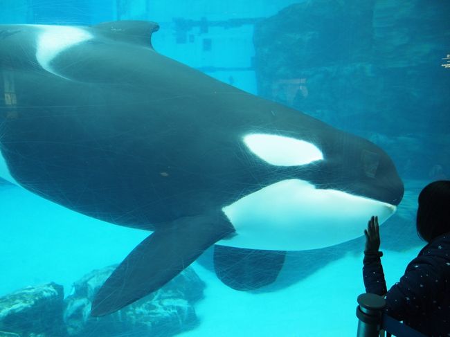 名古屋港水族館 公開前のシャチに会えたよ 名古屋港 愛知県 の旅行記 ブログ By ぽちこさん フォートラベル