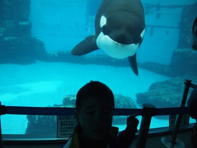 名古屋港水族館 公開前のシャチに会えたよ 名古屋港 愛知県 の旅行記 ブログ By ぽちこさん フォートラベル