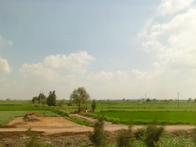 列車はナイルデルタの穀倉地帯を走っていきます。