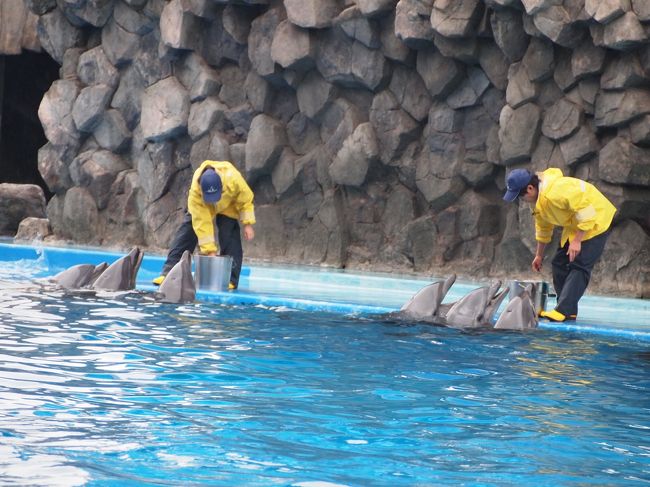 名古屋港水族館 公開前のシャチに会えたよ 名古屋港 愛知県 の旅行記 ブログ By ぽちこさん フォートラベル 名古屋港水族館 公開前のシャチに会えたよ 名古屋港 愛知県 の旅行記 ブログ By ぽちこさん フォートラベル
