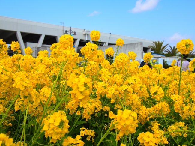かもしー３月３日快晴