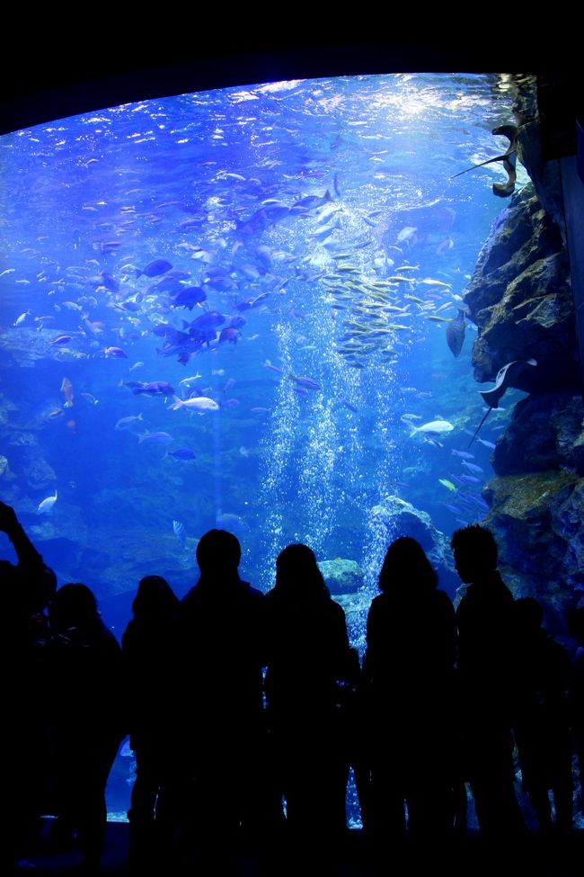 京都を歩く 109 キュートな魚たちに会いに行こう 京都水族館 京都駅周辺 京都 の旅行記 ブログ By ぺこにゃんさん フォートラベル 京都を歩く 109 キュートな魚たちに会いに行こう 京都水族館 京都駅周辺 京都 の旅行記 ブログ By ぺこにゃんさん フォートラベル