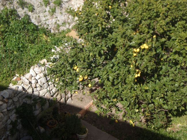 （おそらく）オレンジの木が沢山あって綺麗です。<br />城壁は時々細いところもあって、本当に一周できるのか？<br />と半信半疑でしたが、ちゃんと全部つながっています！<br />もったいないので、間違って途中でおりちゃダメです。<br />時々チケットをチェックする係員さんがいるので、見かけたらチケットを見せましょう。<br /><br />途中で小さい売店がありましたが、お水は事前に用意したほうが良いです。<br />結構疲れます。<br /><br />観光客はまばらな感じで、ちょうどよかったです。<br />（多すぎると大変だし、誰も居ないと不安ですよね）<br />半分ぐらい日本人だった気がします。<br />若い方から年配の方までいらっしゃいました。<br />子連れは少なかったかな？<br /><br />この城壁、高いところなのに柵がないところが多くて、<br />落ちたら死ぬだろ！と少し怖くなることもしばしばありました。<br />普通にしていれば大丈夫ですが、<br />子供がいたらかなり冷や冷やするのではと思います。<br />